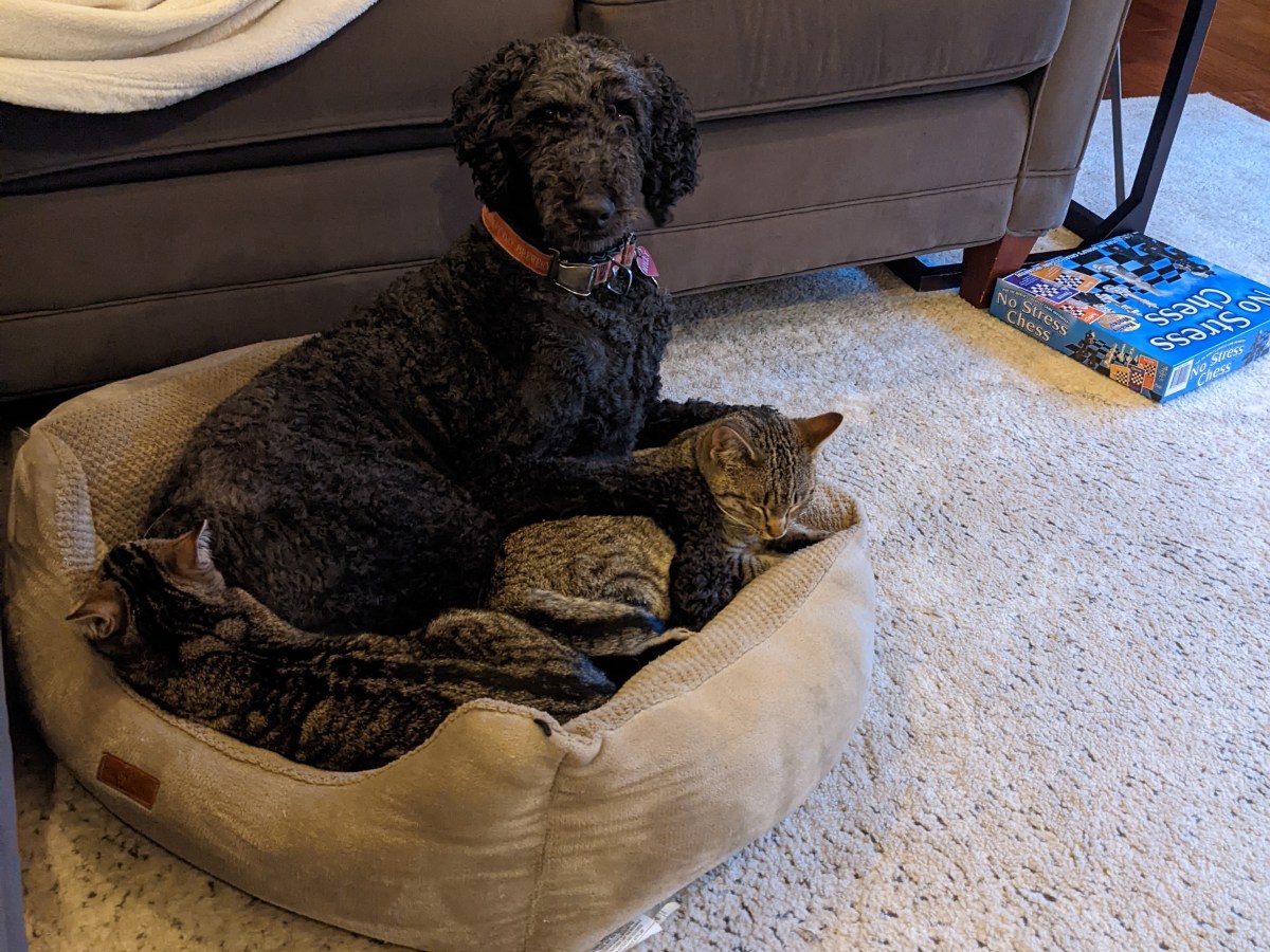 Lessons Learned: Our Not So Barn&nbsp;Cats