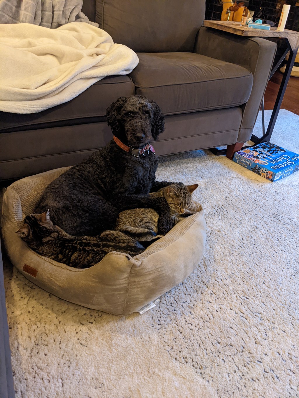 Lessons Learned: Our Not So Barn&nbsp;Cats