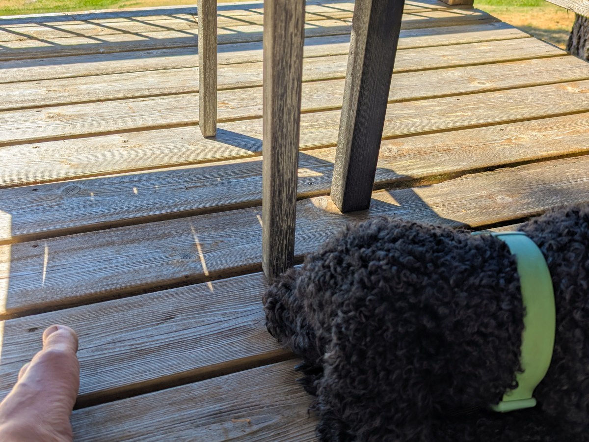 A Dog At My&nbsp;Feet